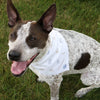How To Make a Custom DIY Dog Bandana